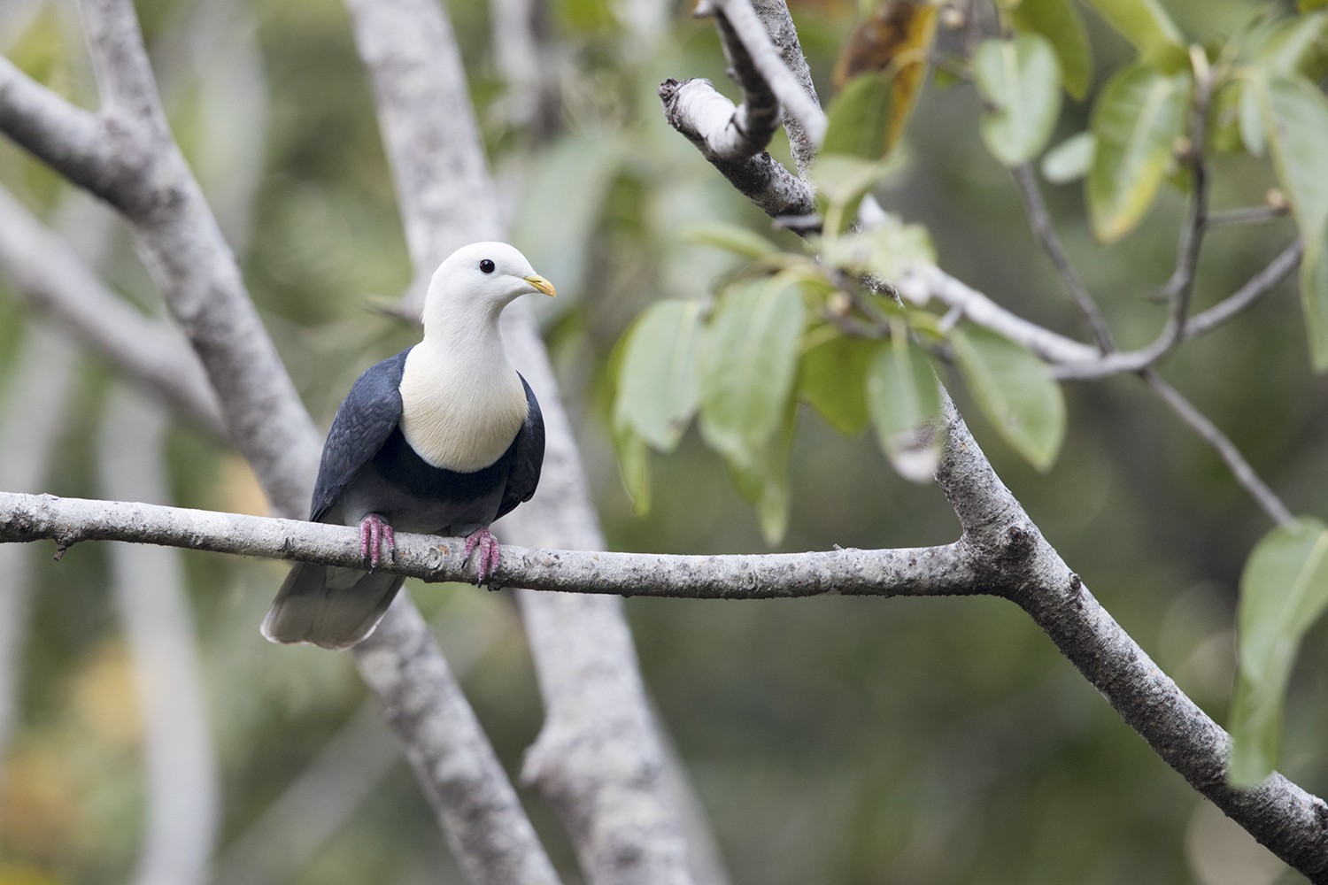 Banded Fruit-dove (Ptilinopus cinctus alligator)