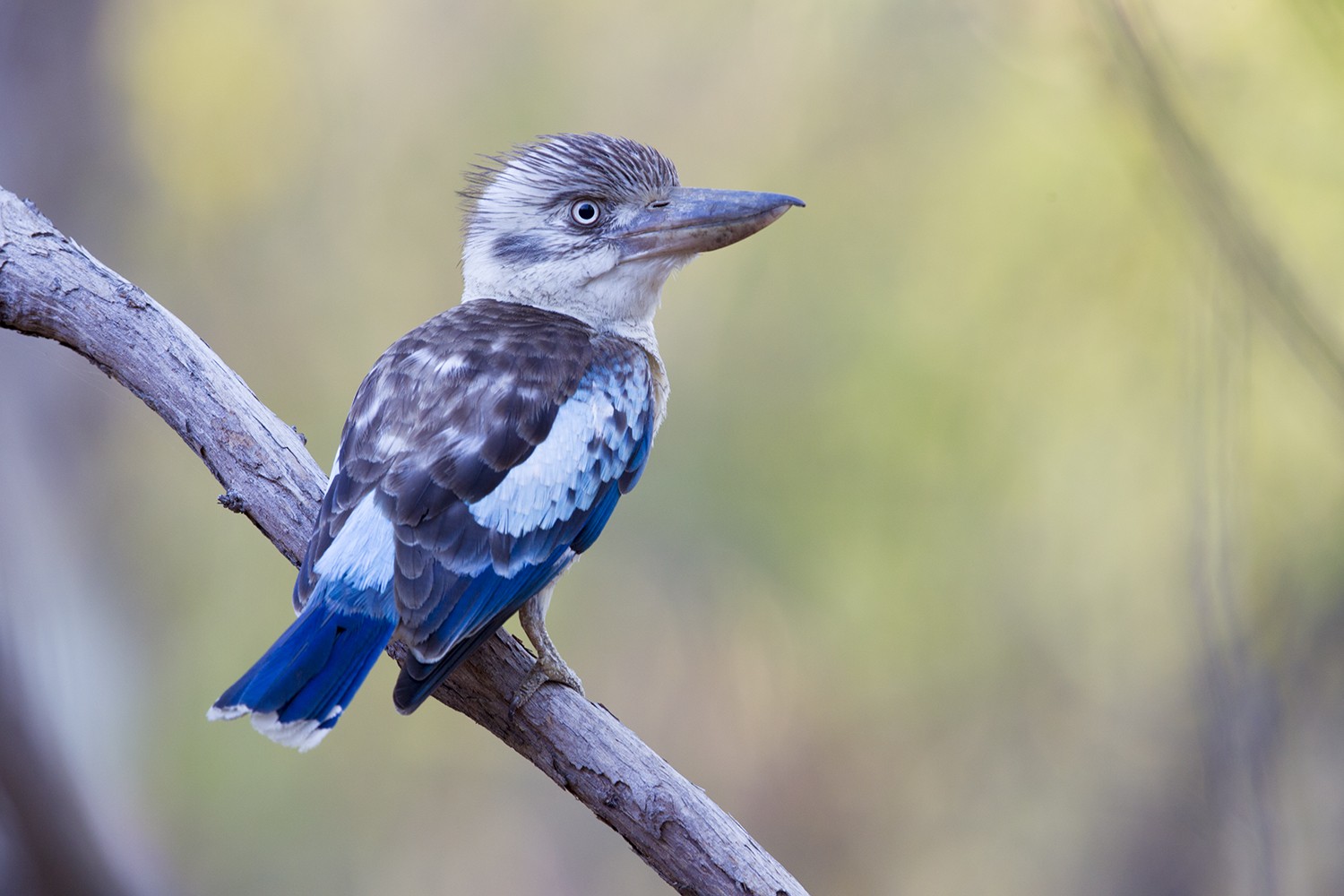 Blue-winged Kookaburra – Nourlangie Rock