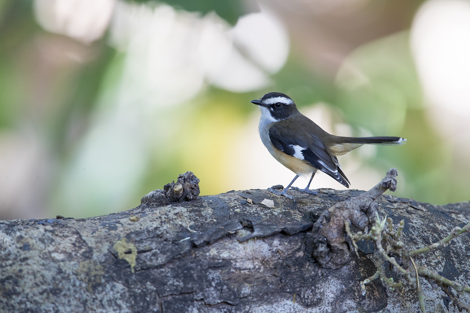 Buff-sided Robin – Timber Creek, NT.