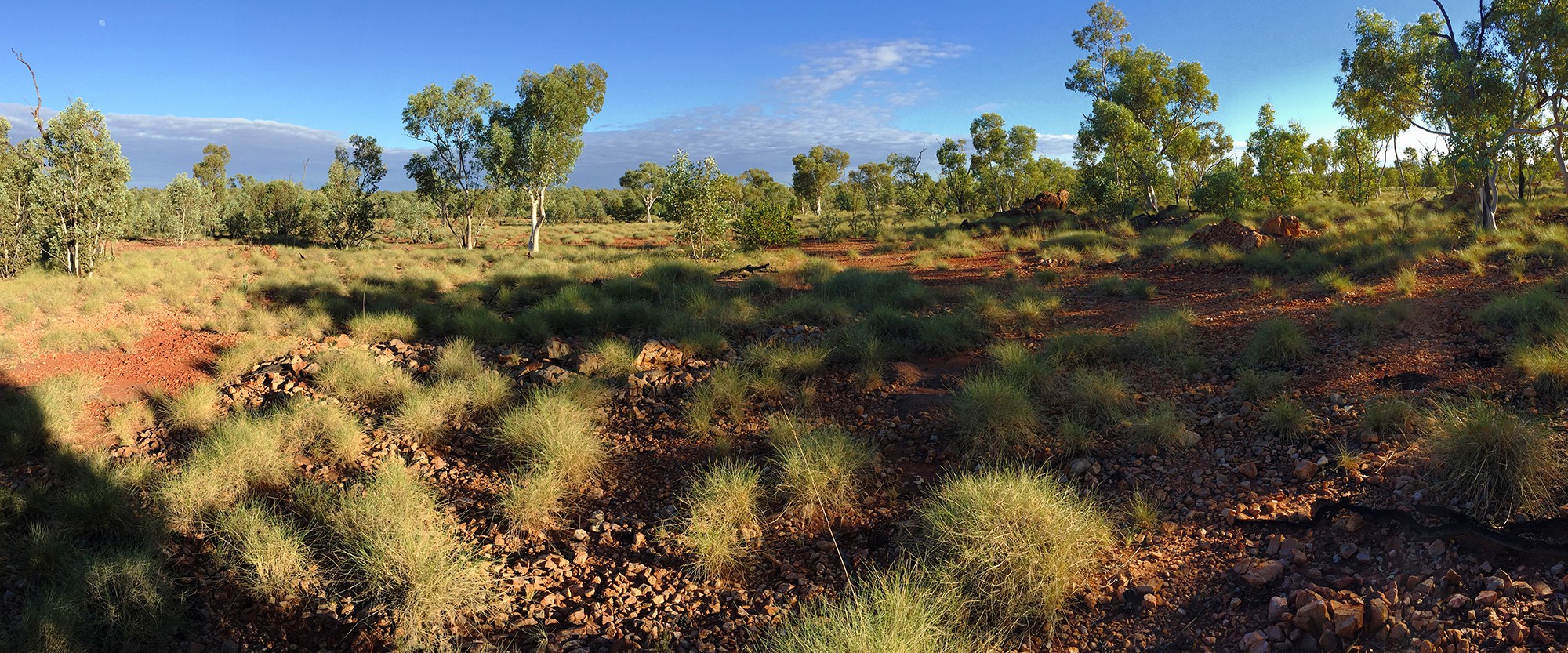 Carpentarian Grasswren | A.dorotheae – Mount Isa, QLD