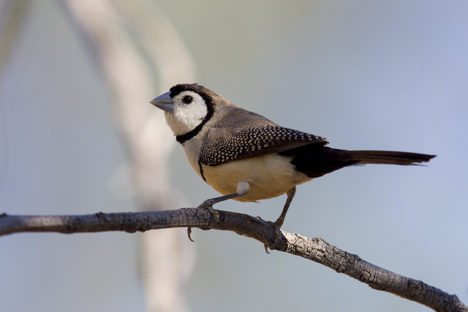 Double-barred Finch