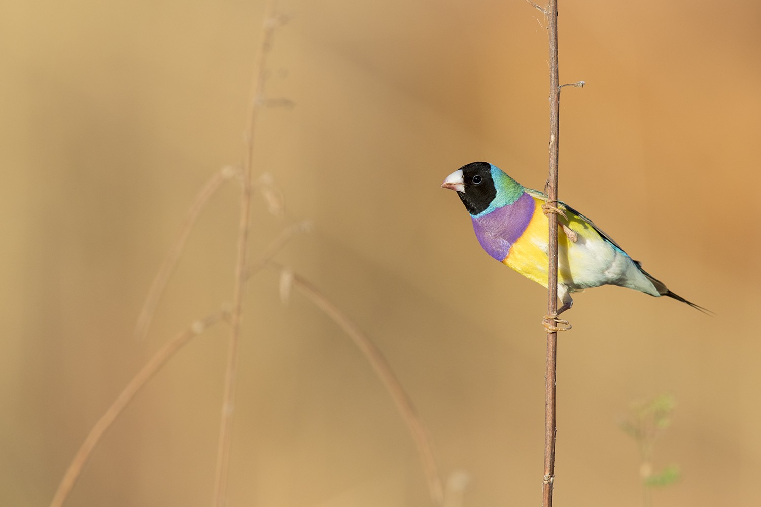 Gouldian Finch