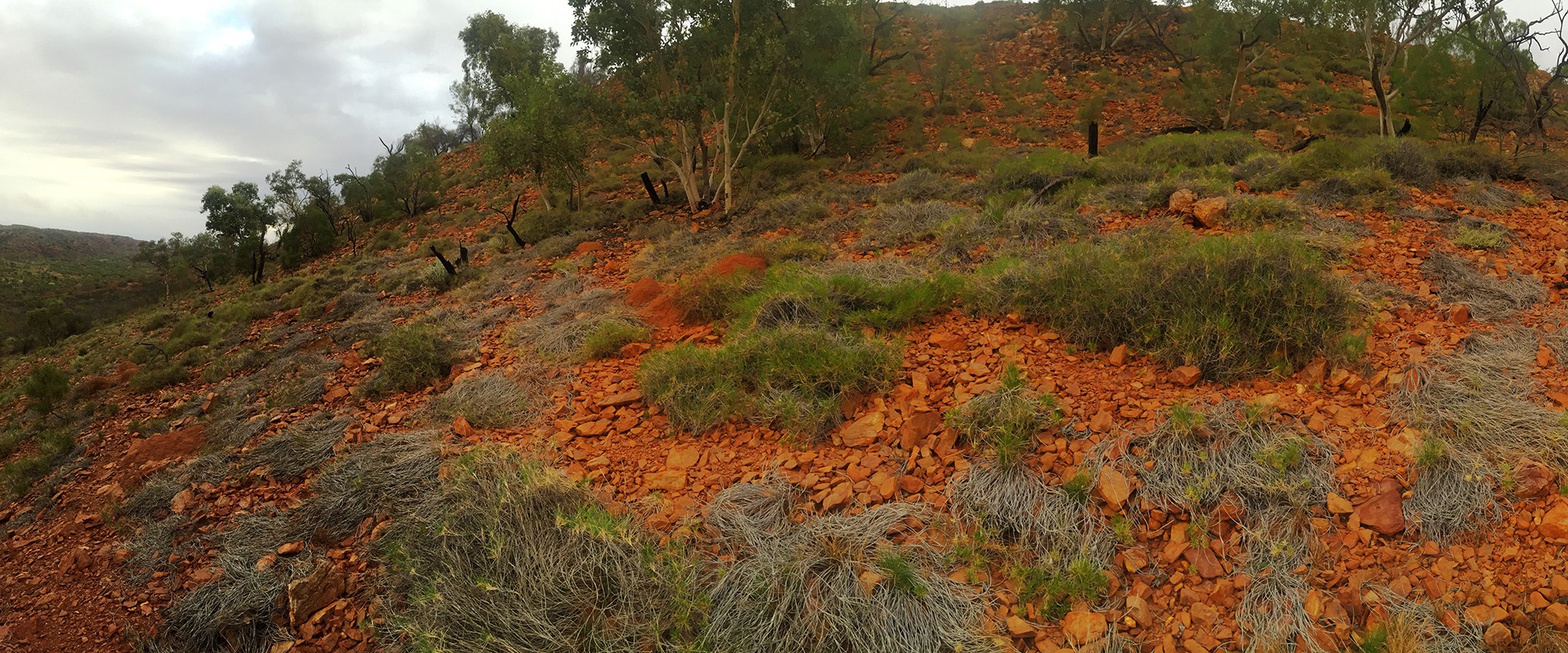 Kalkadoon Grasswren | A.ballarae – Mount Isa, QLD