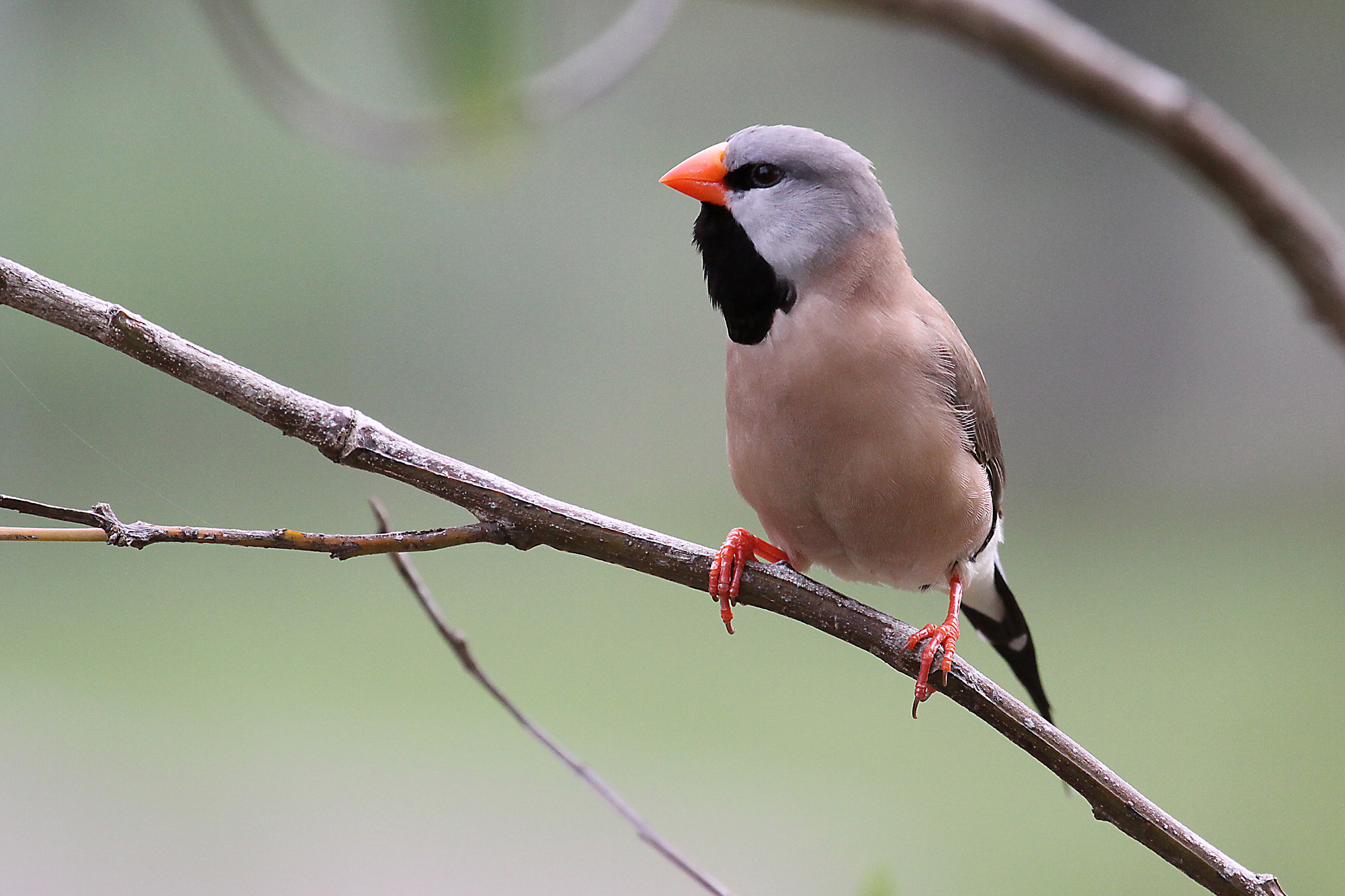 Long Tailed Finch9