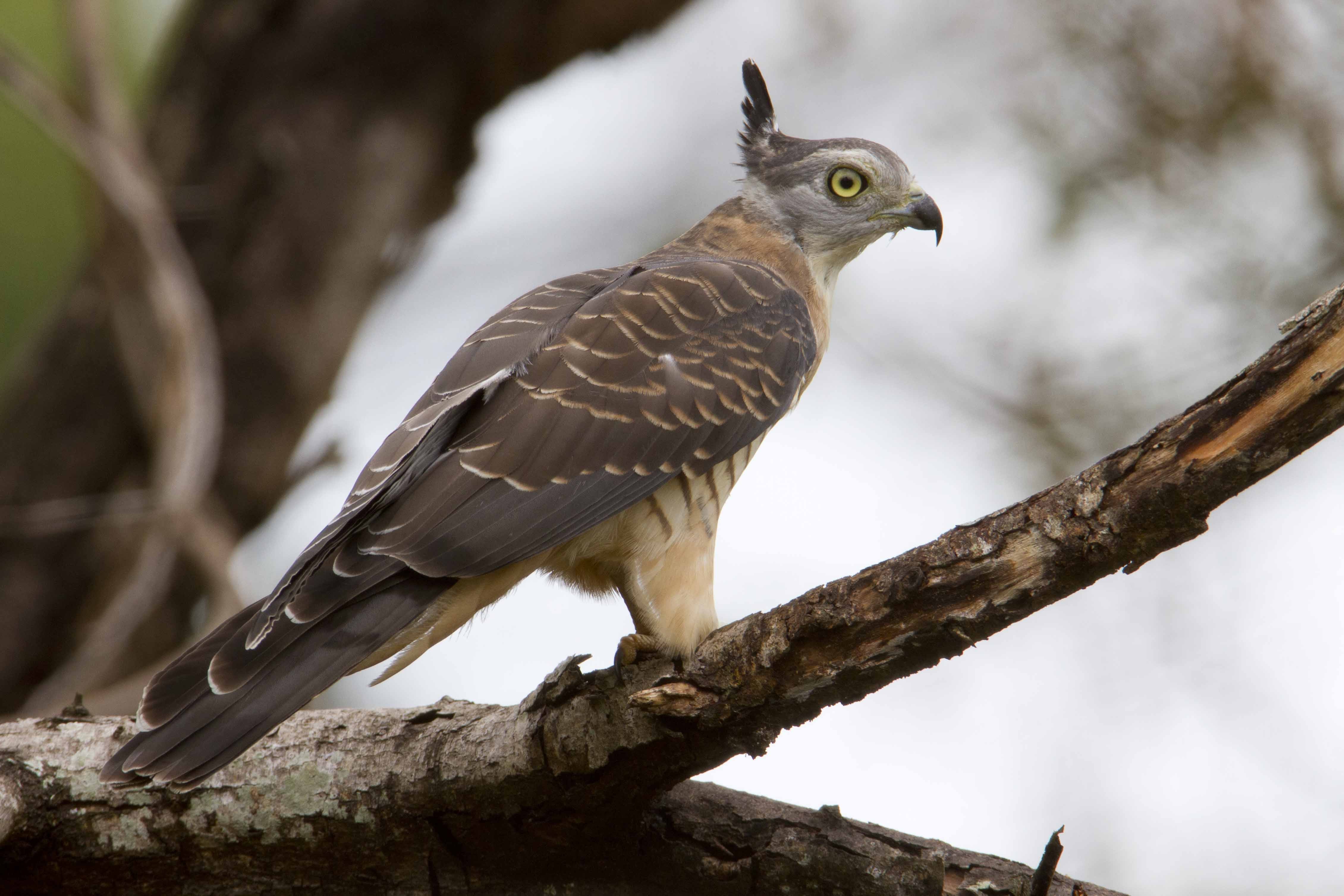 Pacific Baza – Darwin (5)