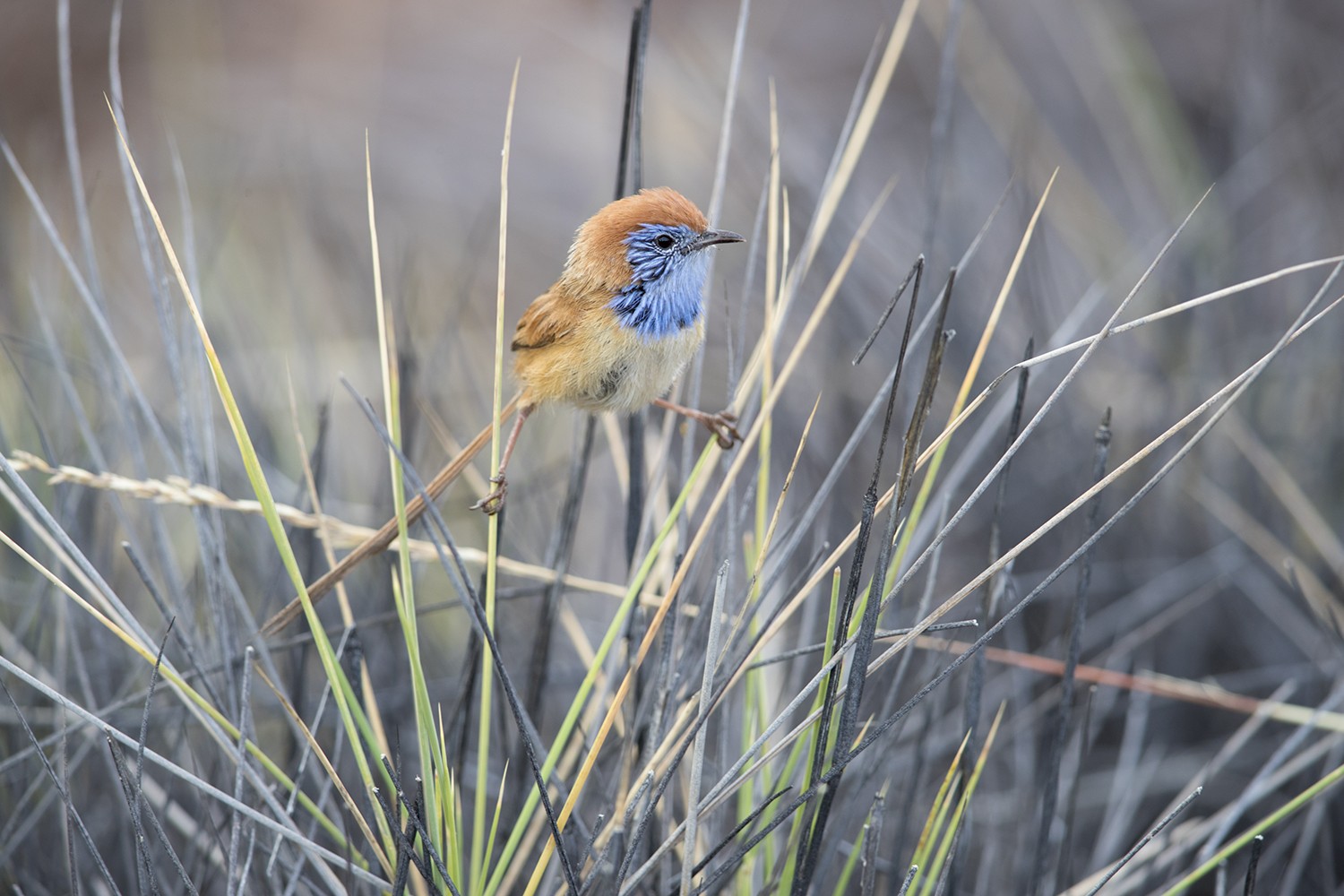 Rufous-crowned Emu-wren – Male (Stipiturus ruficeps)0