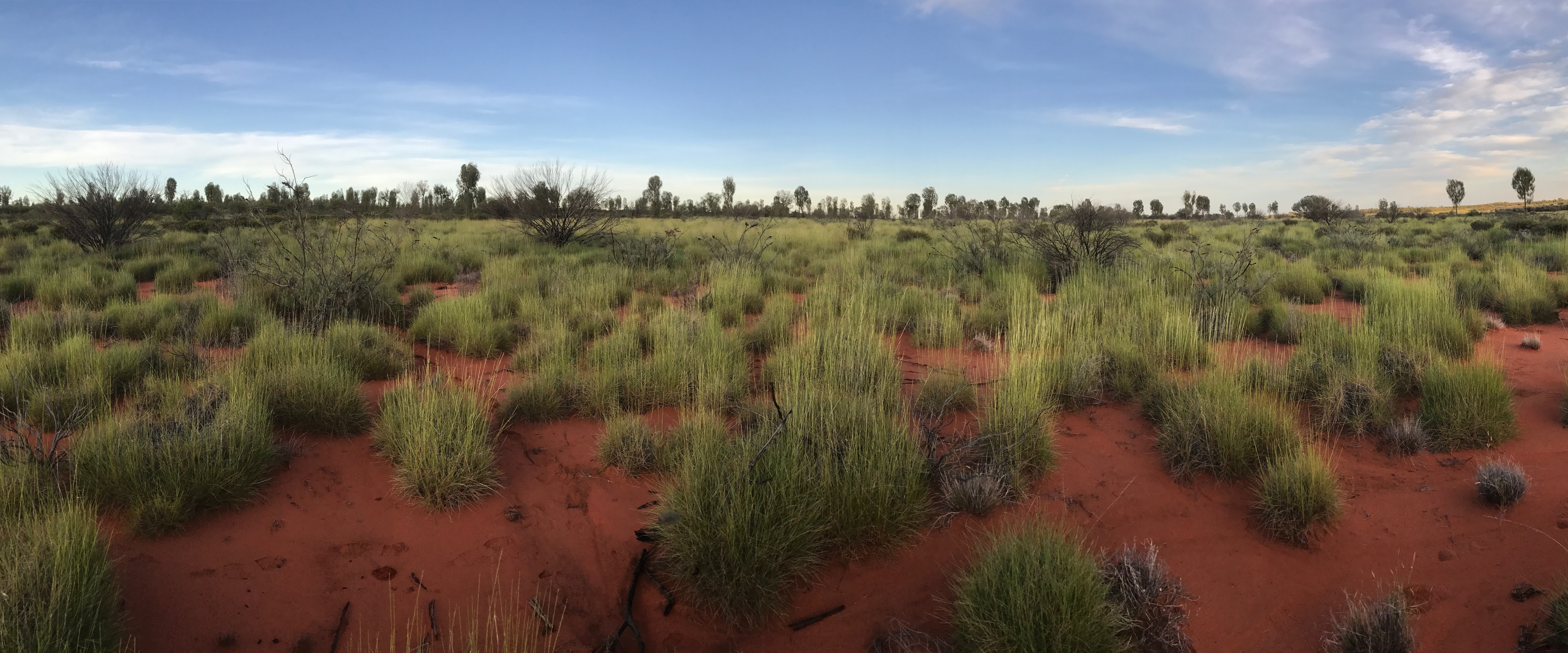 Sandhill Grasswren | A.s.oweni – Uluru, NT.