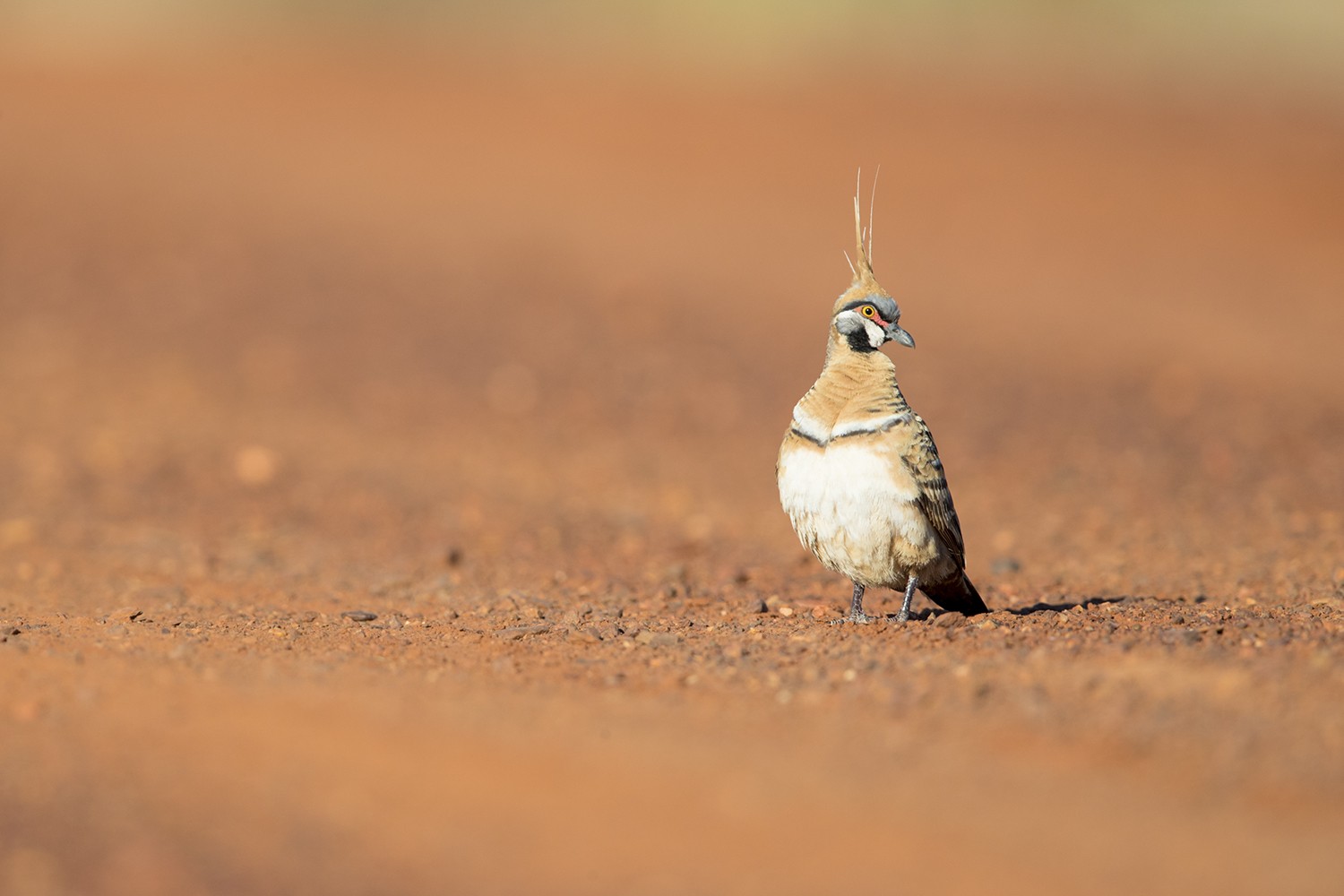 Spinifex Pigeon – Tennant Creek, NT