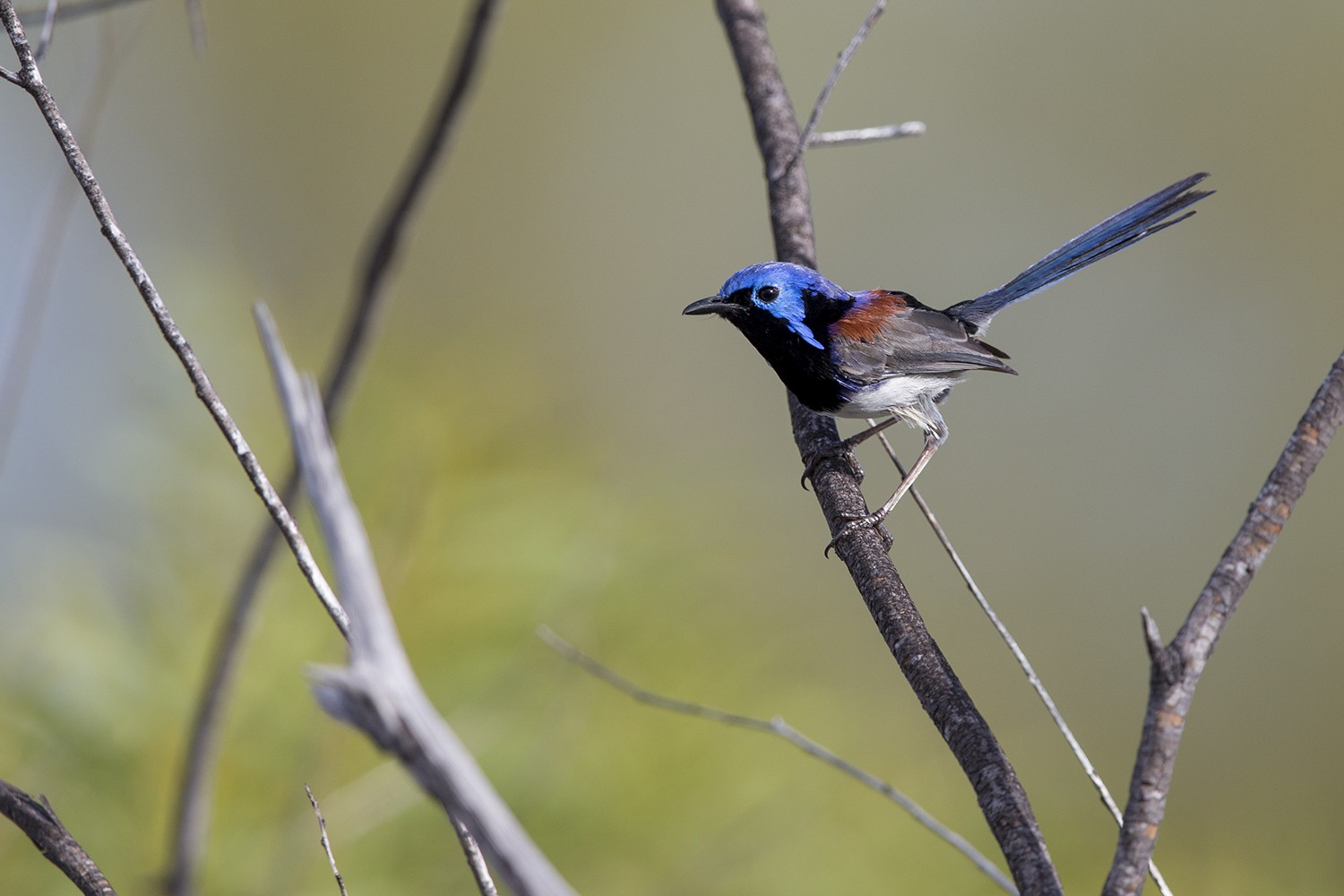 Variegated Fairy-wren (Male Dulcis)