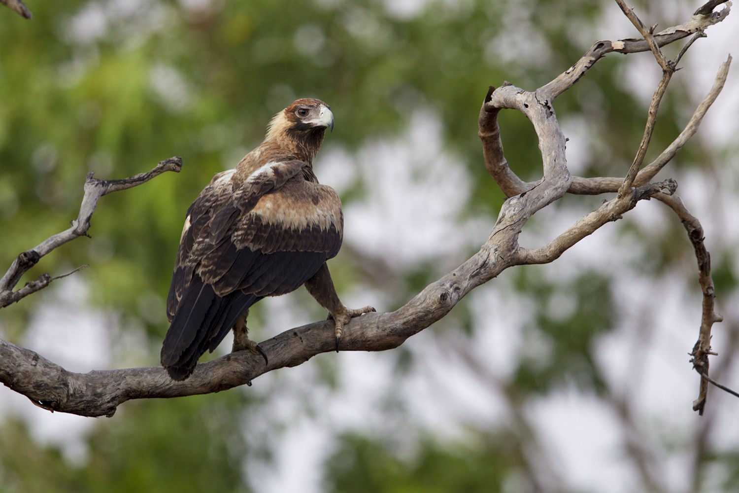 Wedge-tailed Eagle