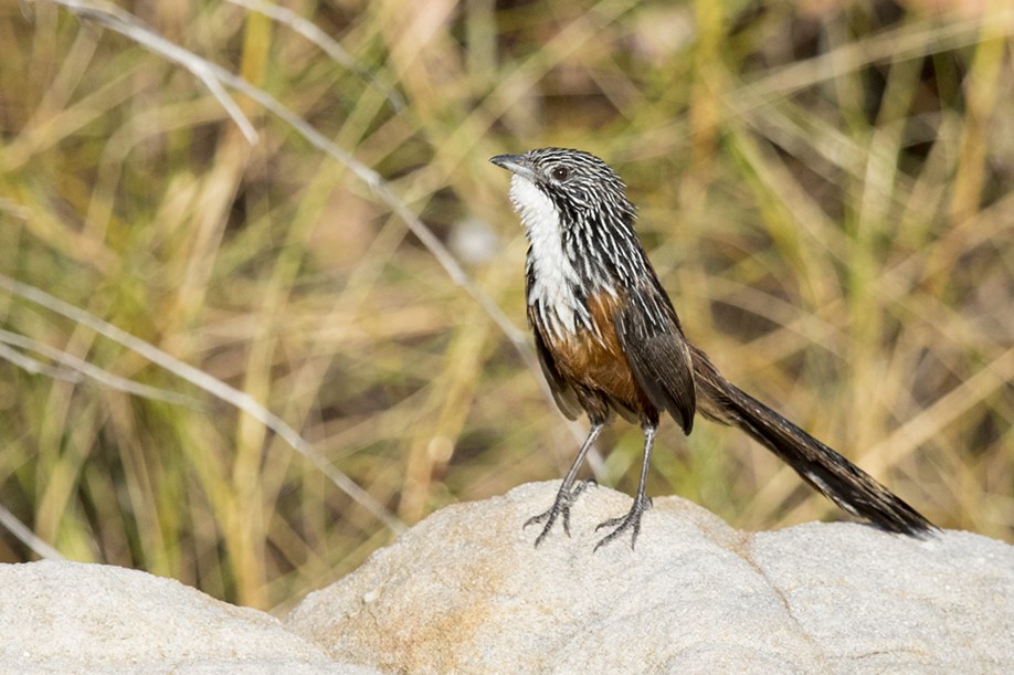 White-throated Grasswren – Female (Amytornis woodwardi)6