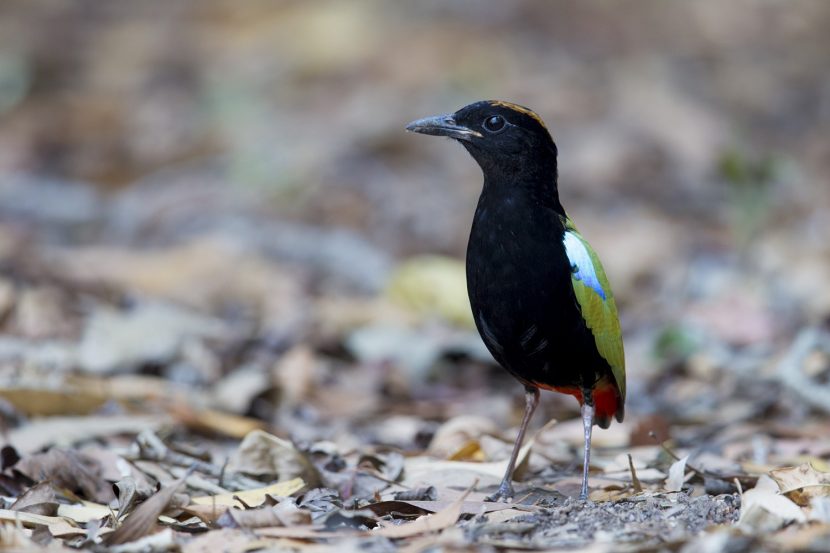 Finding Birds in Australias Northern Territory